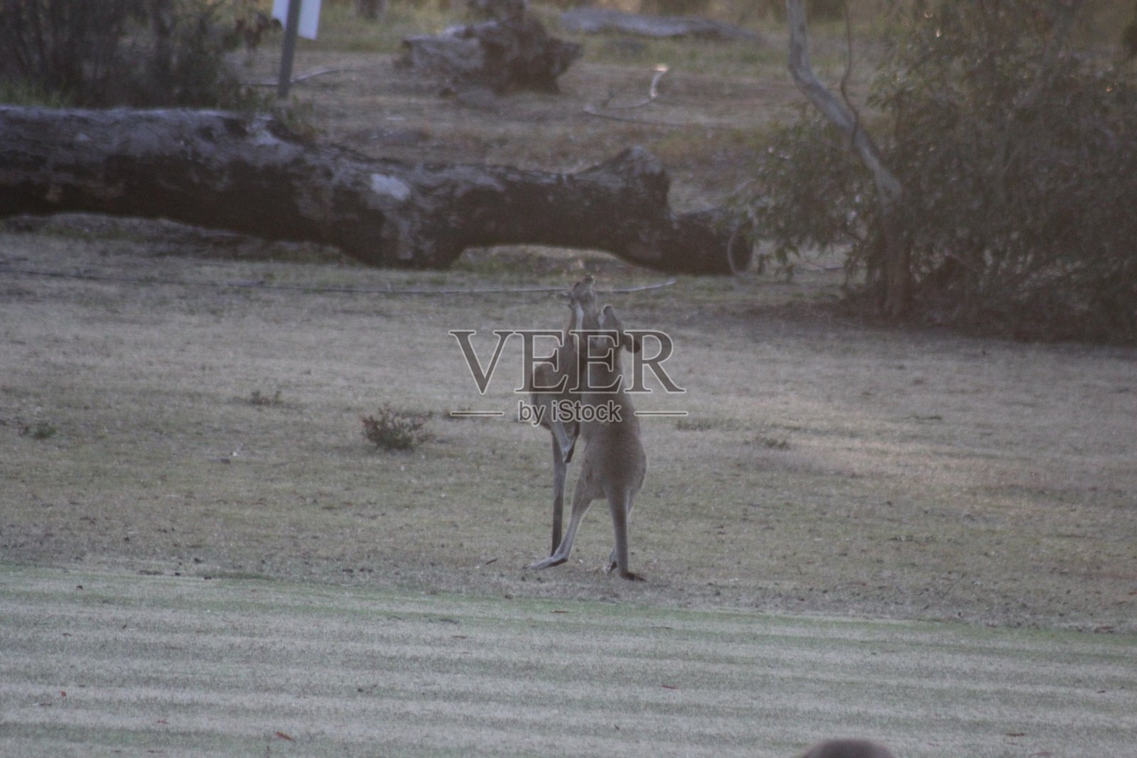 袋鼠照片摄影图片