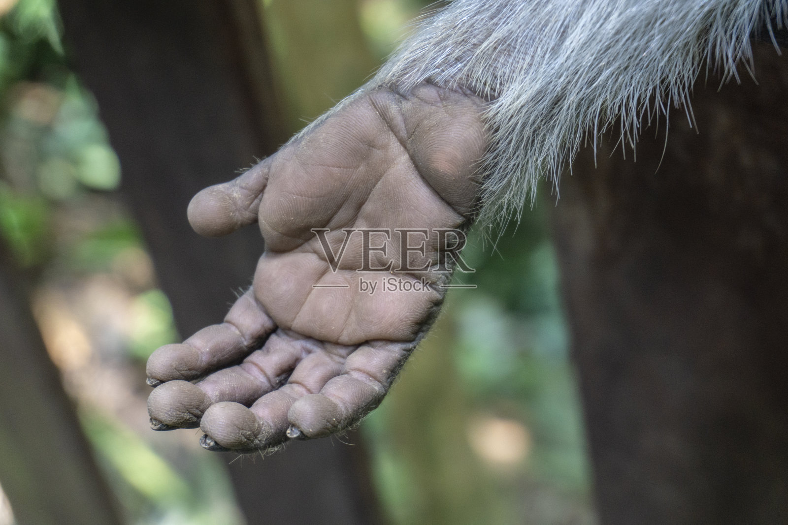 猴子照片摄影图片