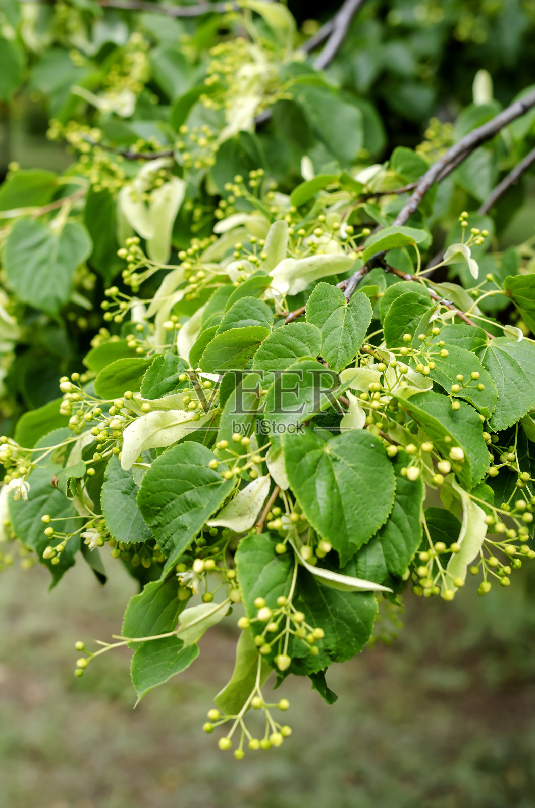 挂林登分支。照片摄影图片