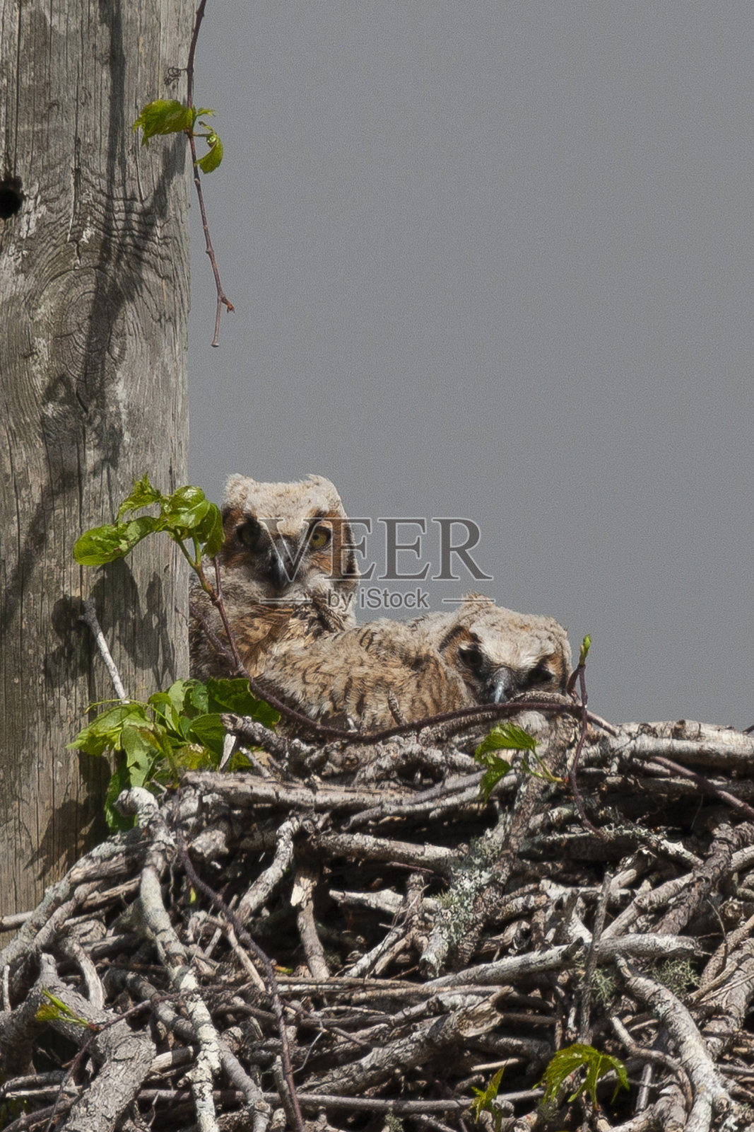 大角鸮照片摄影图片