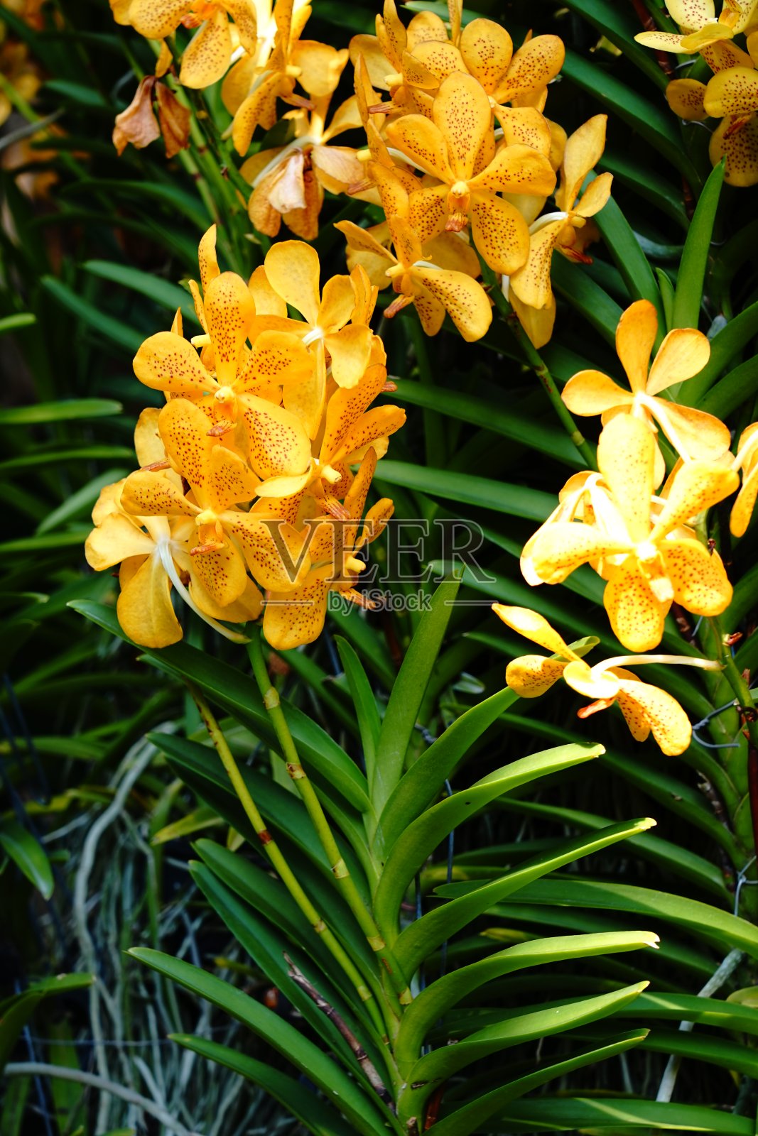 黄色兰花万达丹尼索尼娅流照片摄影图片