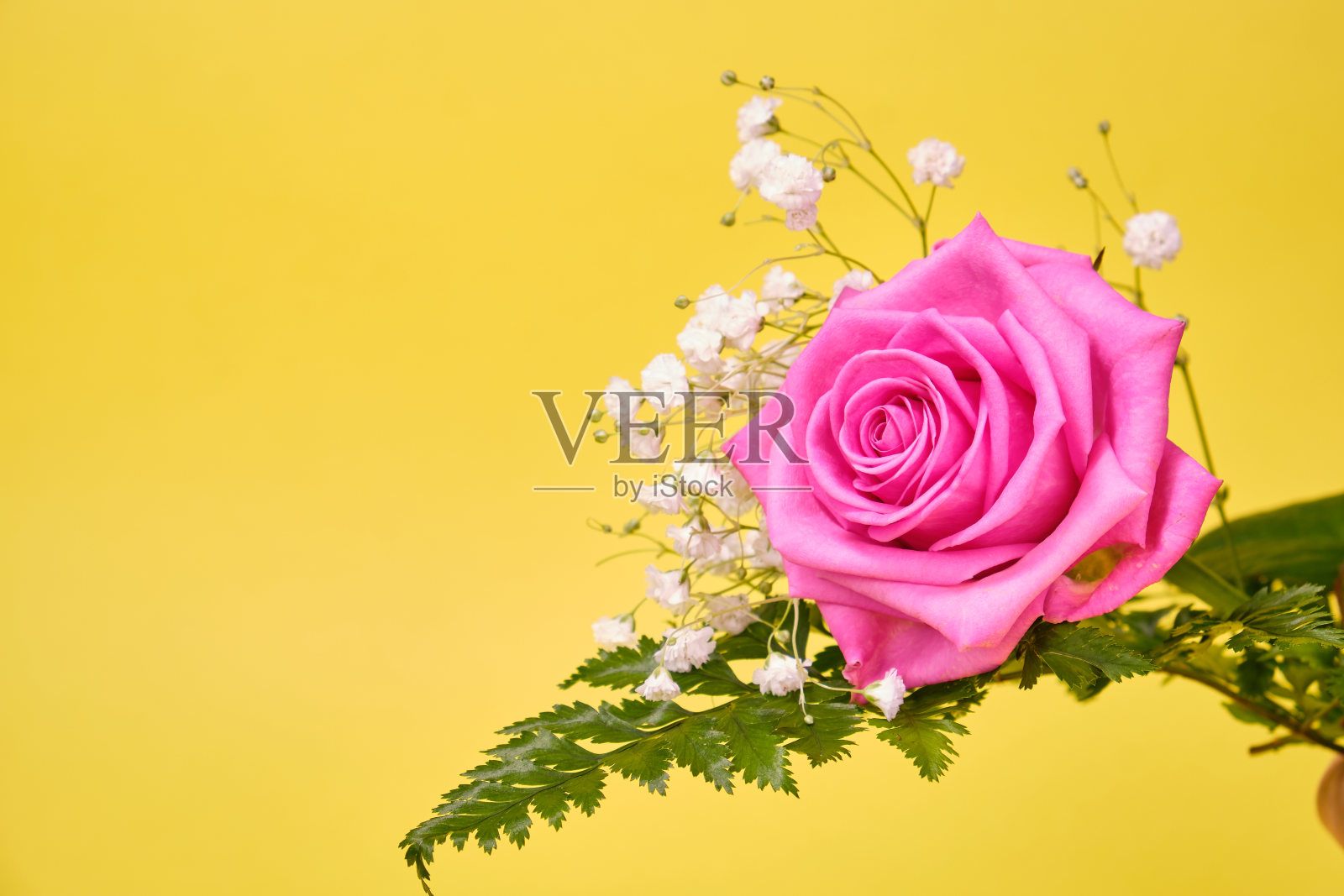 粉红色的玫瑰与绿色蕨类叶子和hypsophila灌木在黄色的背景,文字的地方。照片摄影图片