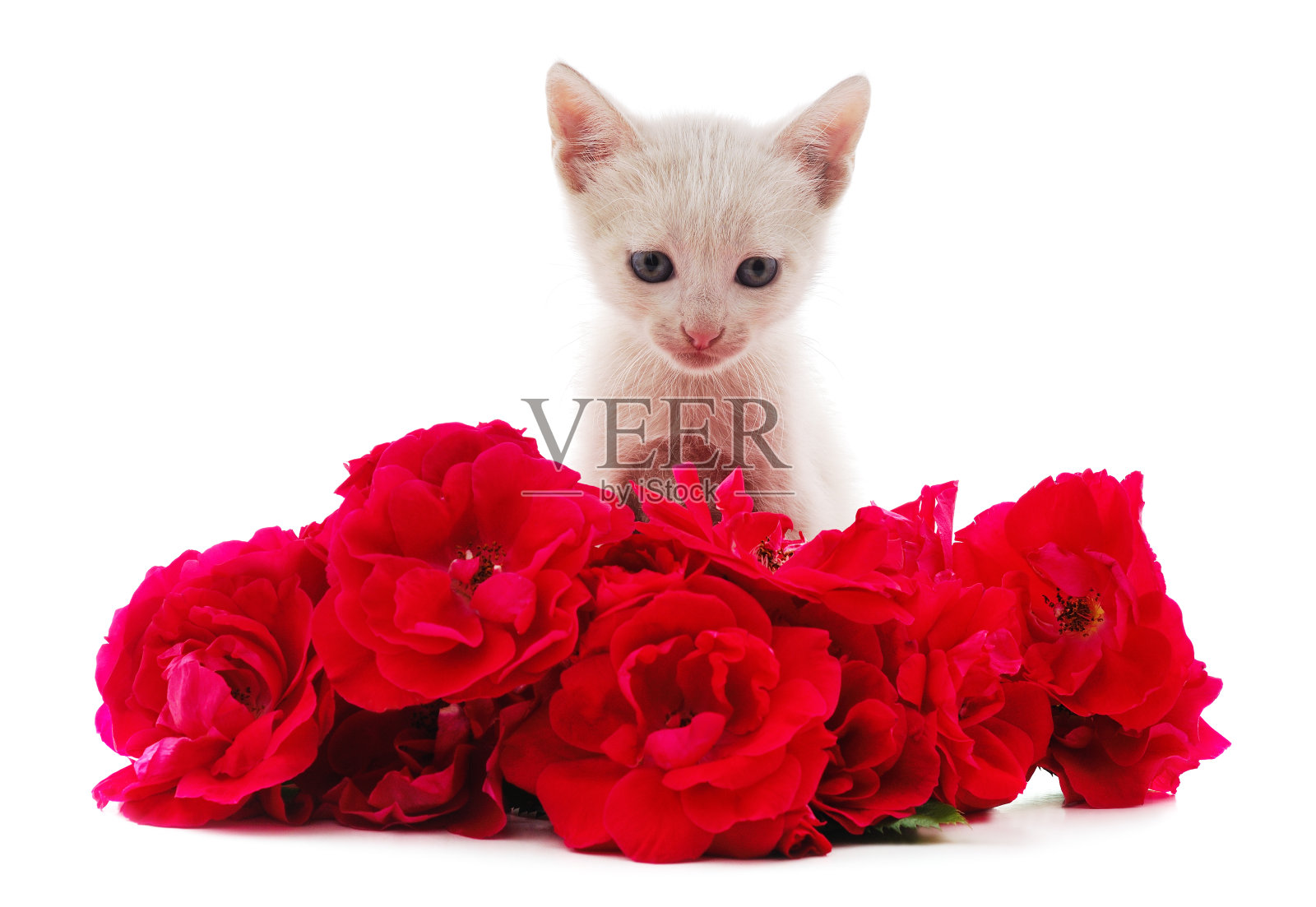 猫用鲜花。照片摄影图片