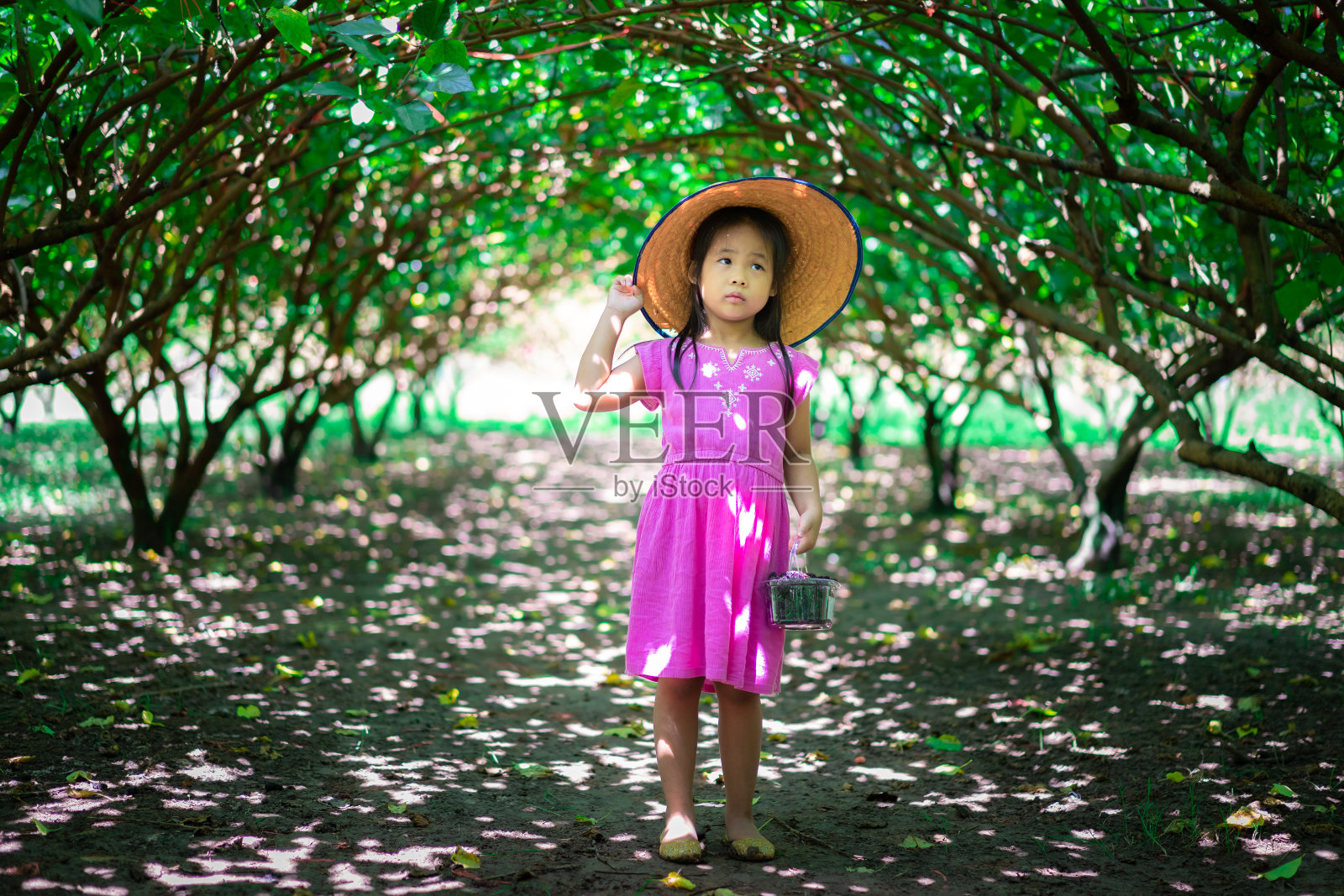 亚洲小女孩戴着帽子看着花园里的桑椹果实照片摄影图片