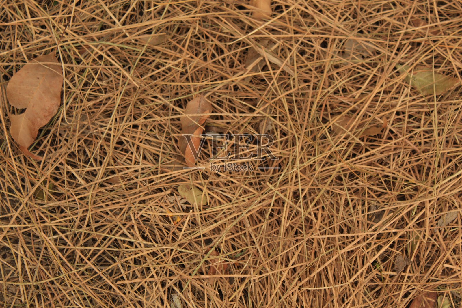 牲畜饲料照片摄影图片