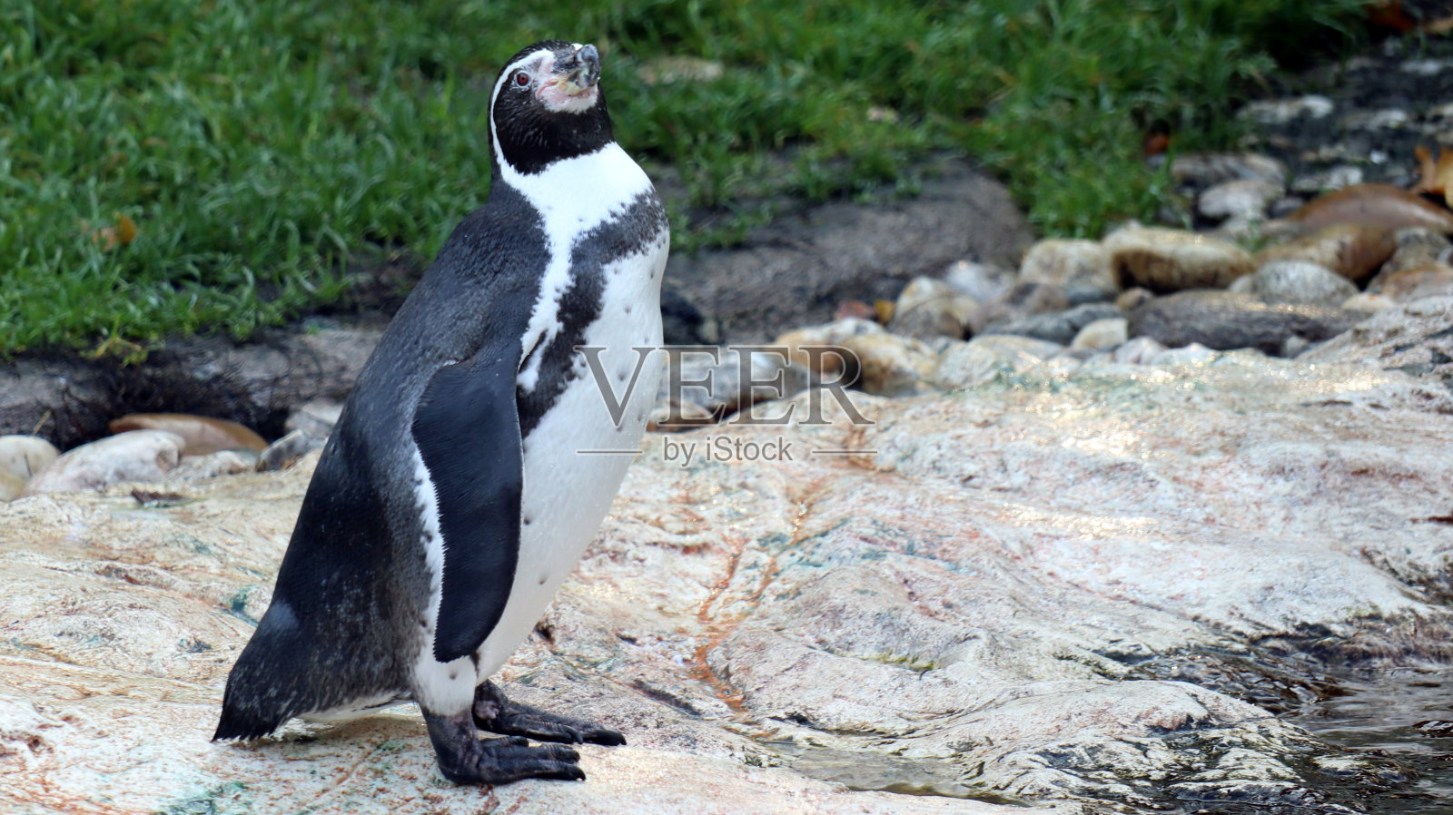 巴布亚企鹅坐在地上照片摄影图片
