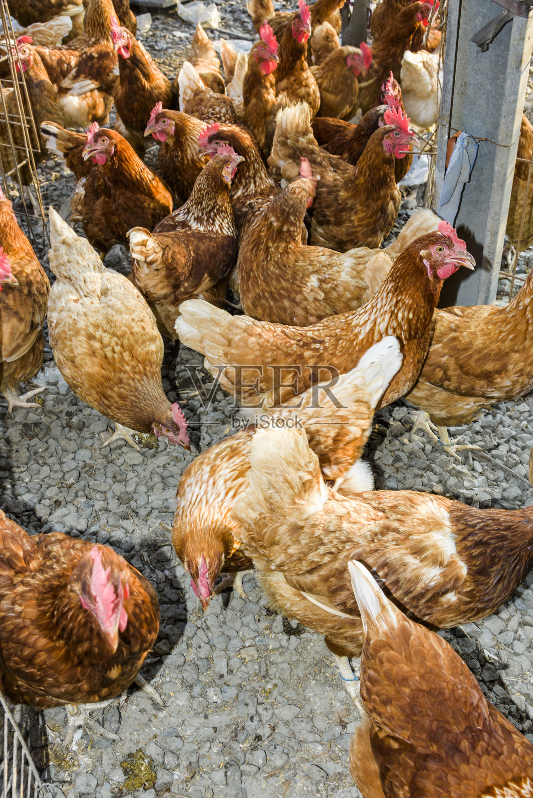 传统放养家禽农场的鸡只照片摄影图片