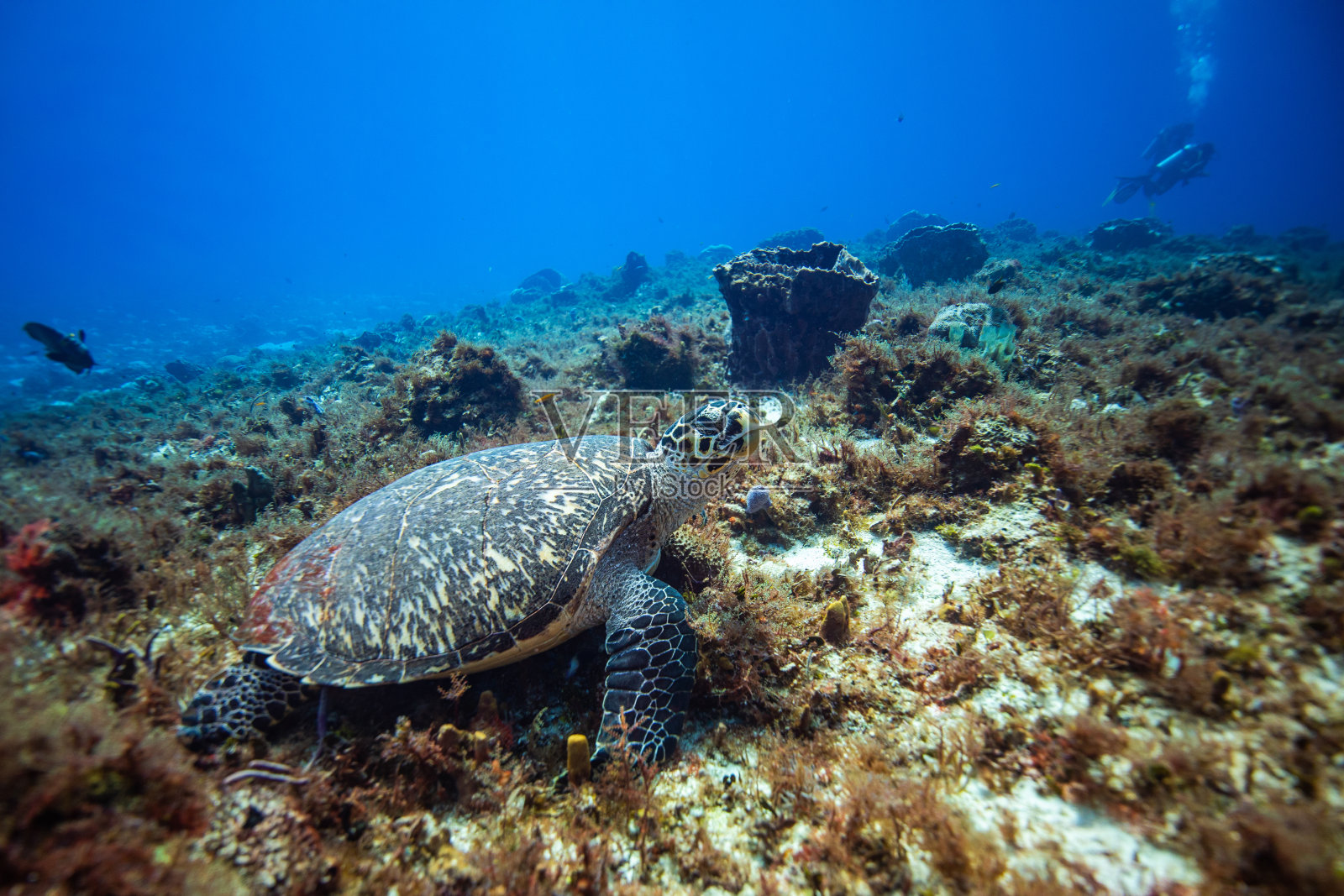 科苏梅尔蓬图尼奇的海龟照片摄影图片