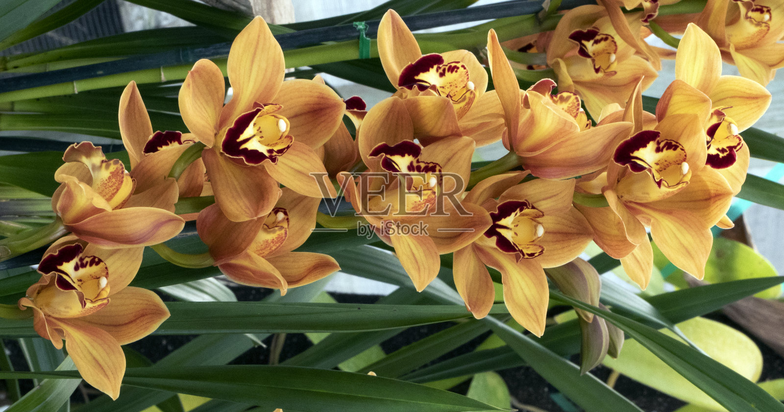 兰花照片摄影图片