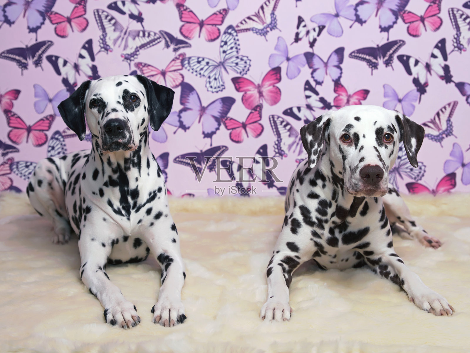 两只斑点狗(肝斑和黑斑)在室内一起摆姿势,躺在毛茸茸的地毯上,背景是粉红色的蝴蝶照片摄影图片