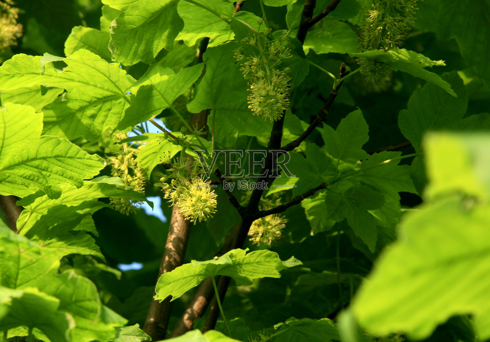 一只蜜蜂从菩提树上采集花蜜。照片摄影图片