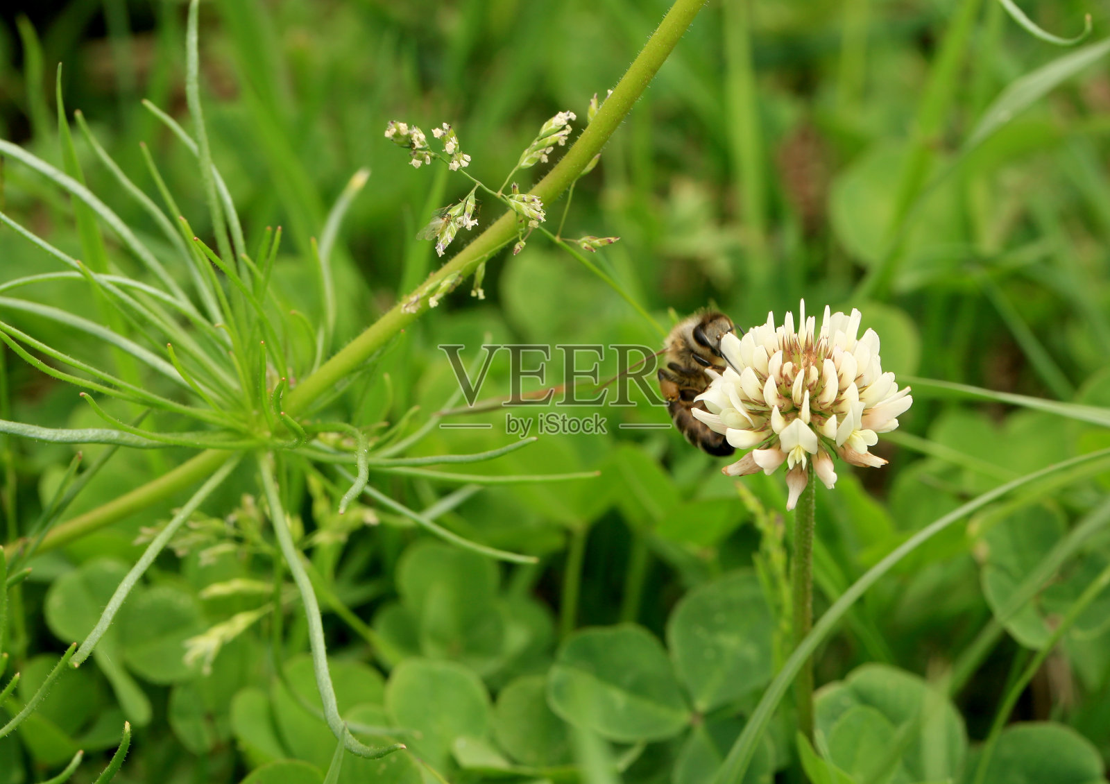 一只蜜蜂正在白色的三叶草花上采集花蜜。照片摄影图片