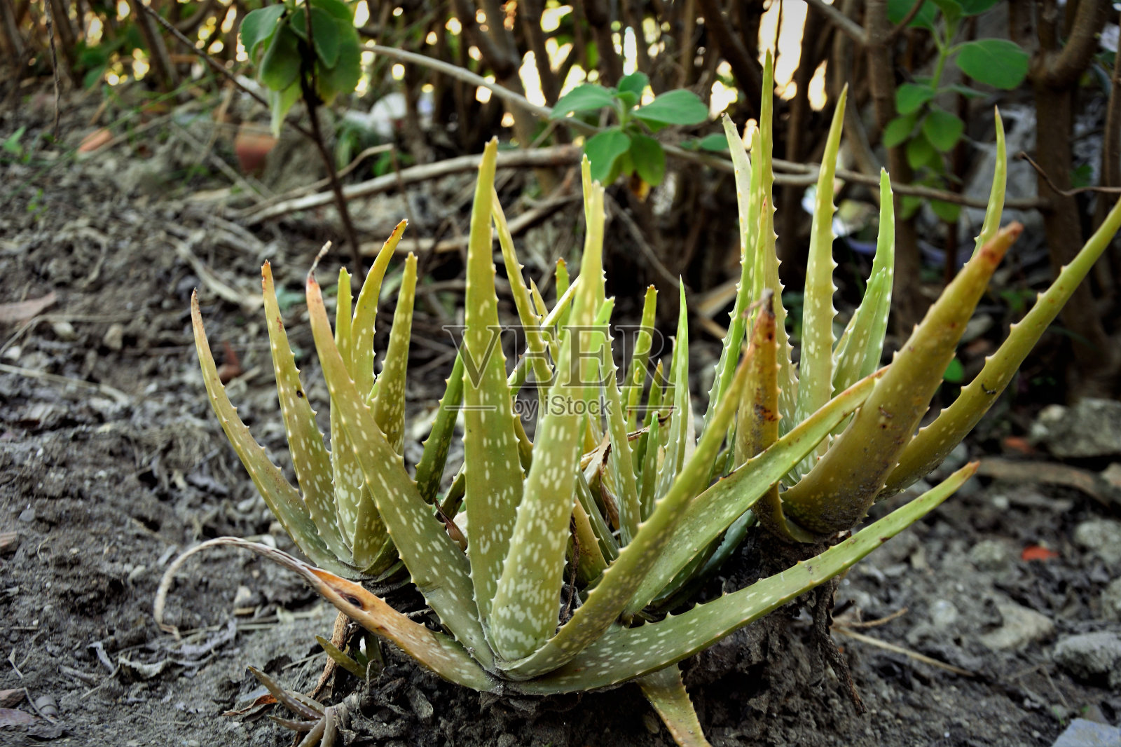院子里种着几棵芦荟幼苗照片摄影图片
