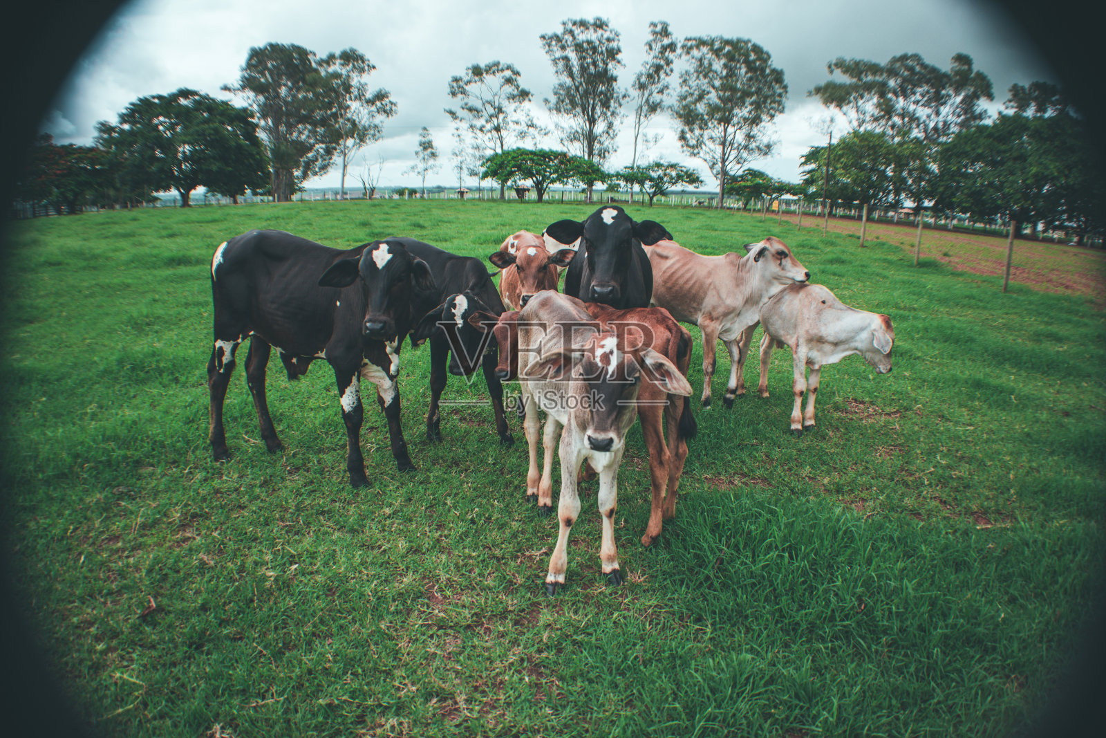 绿色牧场上的牛照片摄影图片