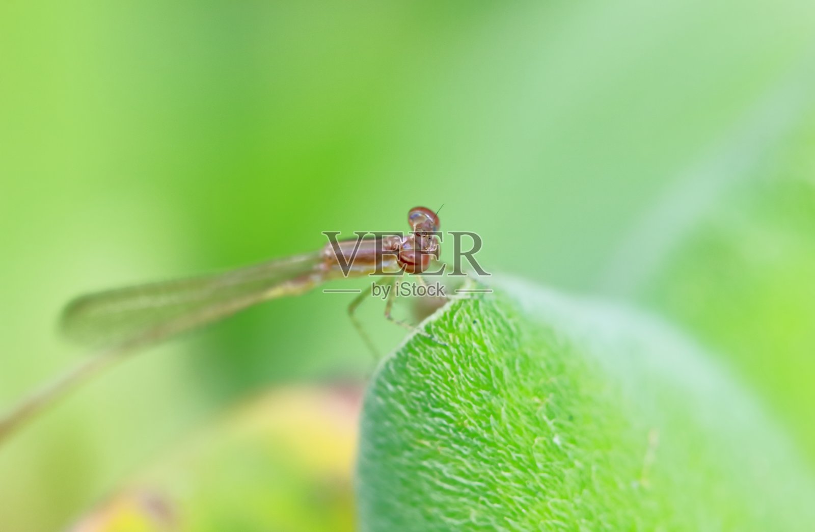 蜻蜓的宏图照片摄影图片