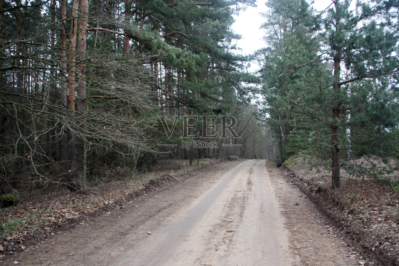 森林之路照片摄影图片