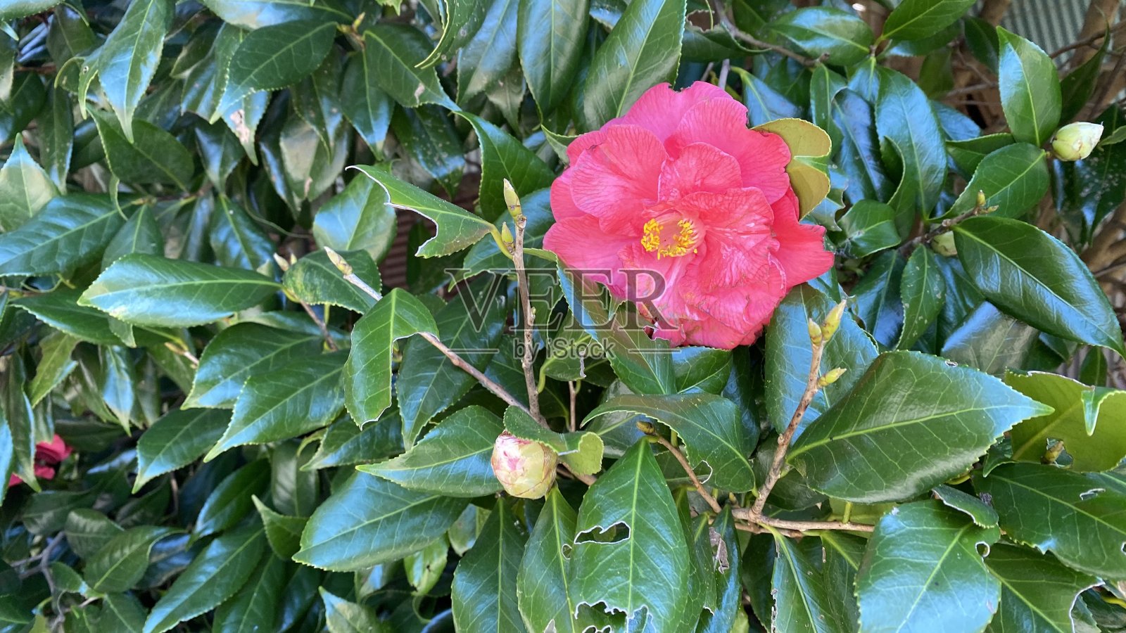 粉红色山茶花花。照片摄影图片