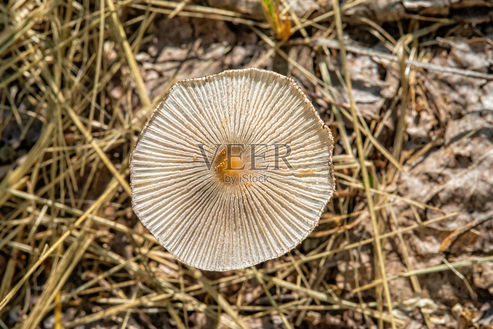 塞尔维亚自然界的野生蘑菇照片摄影图片