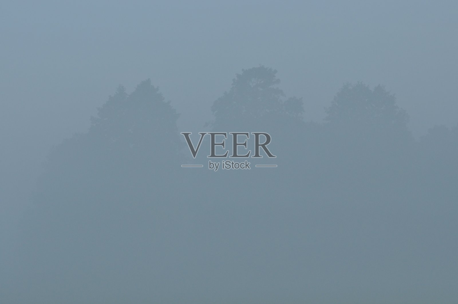 雾中的树。变量的天气。Swit草甸。早晨露水照片摄影图片