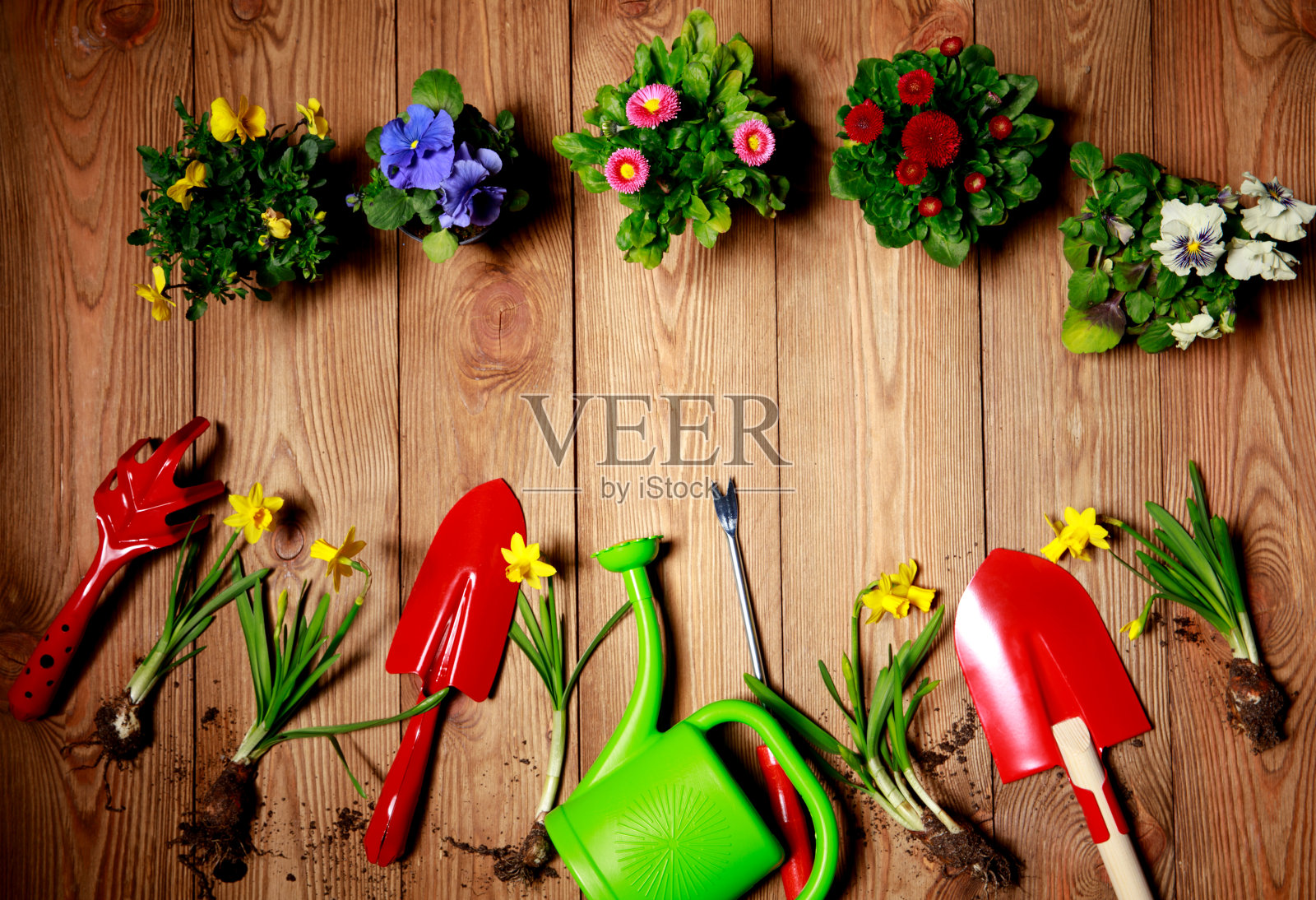 园艺工具,种子和土壤在木桌上,户外园艺工具和植物。照片摄影图片