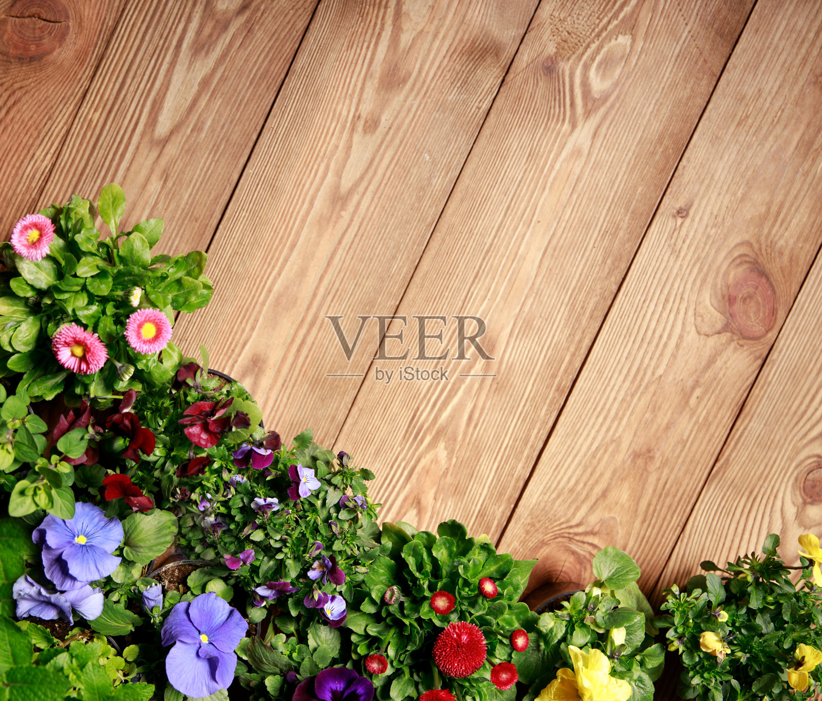 园艺工具,种子和土壤在木桌上,户外园艺工具和植物。照片摄影图片