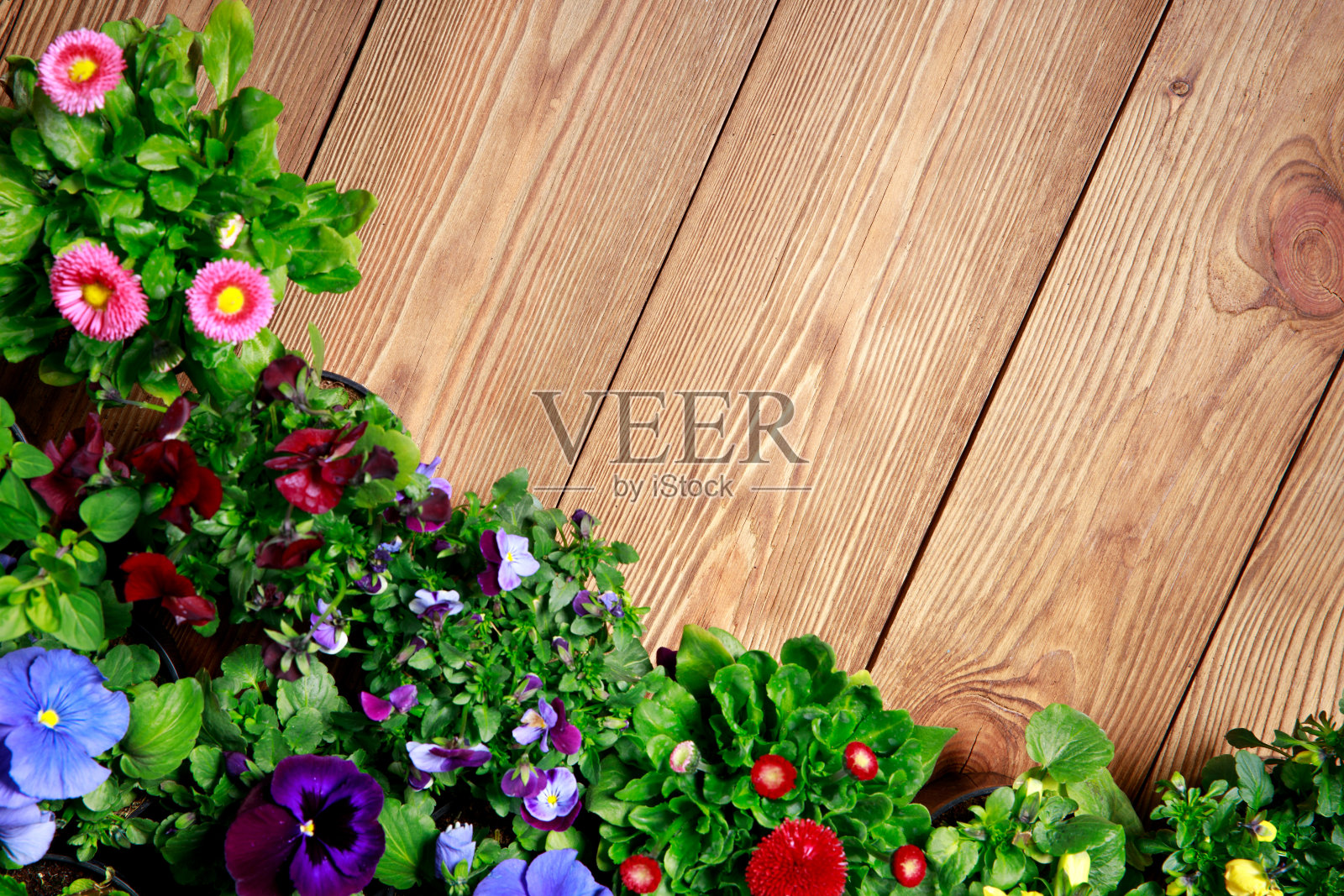 园艺工具,种子和土壤在木桌上,户外园艺工具和植物。照片摄影图片