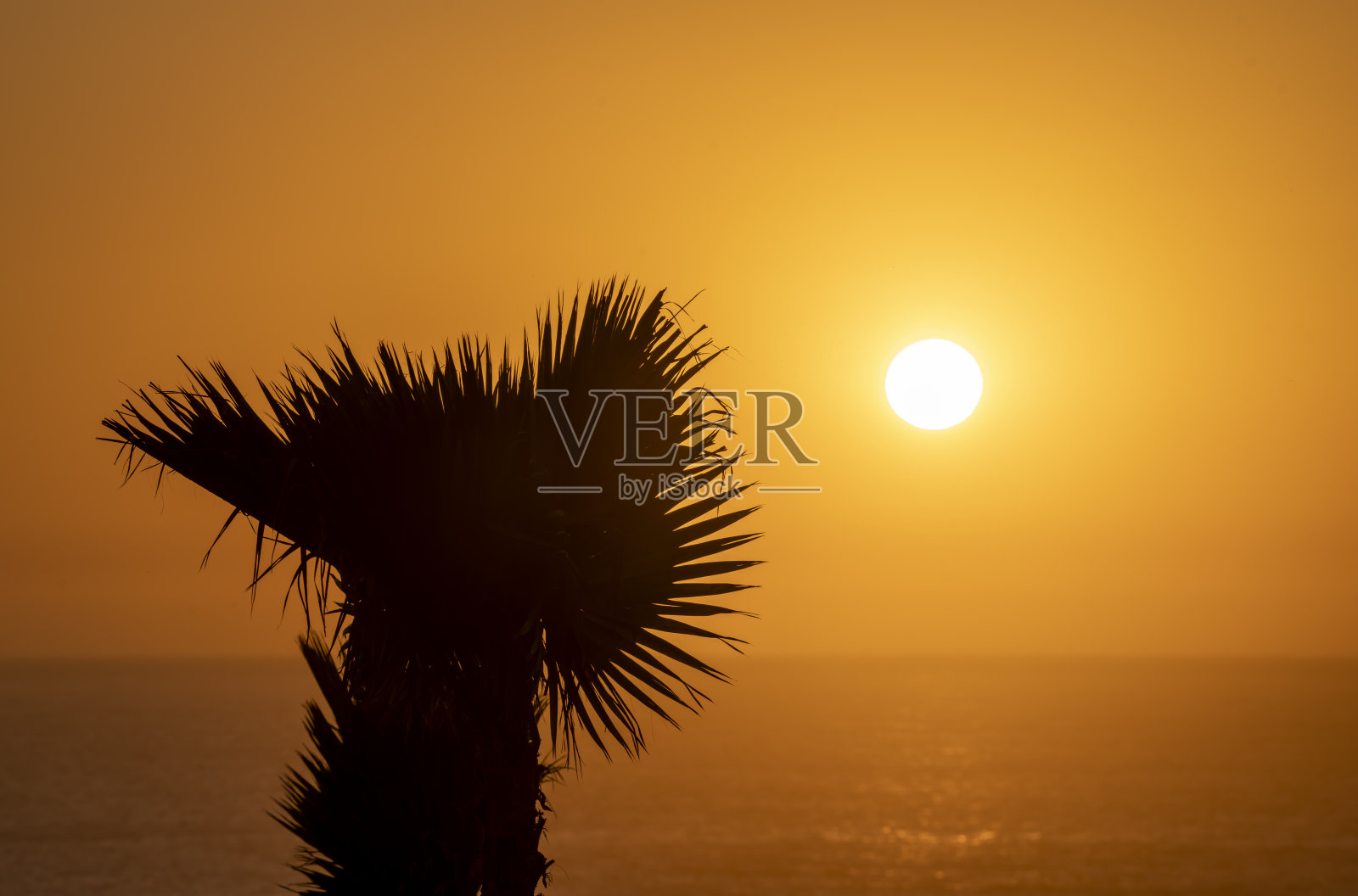 Taghazout的一棵棕榈树照片摄影图片