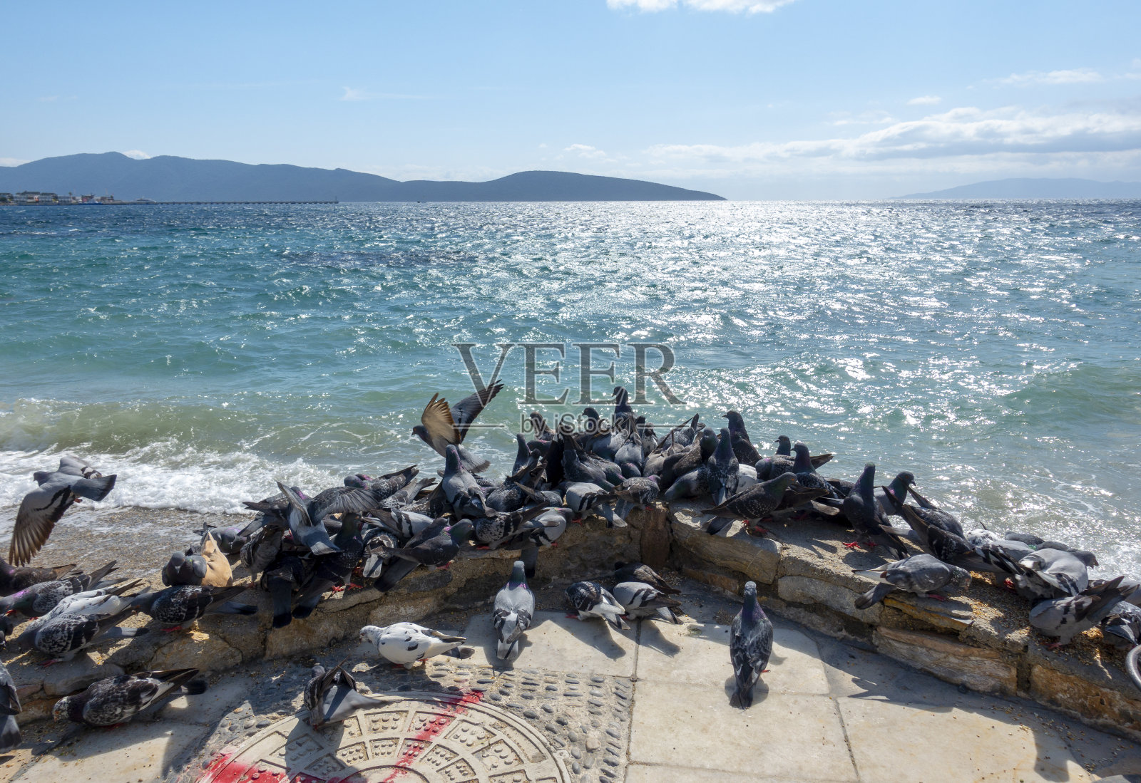 鸽子照片摄影图片