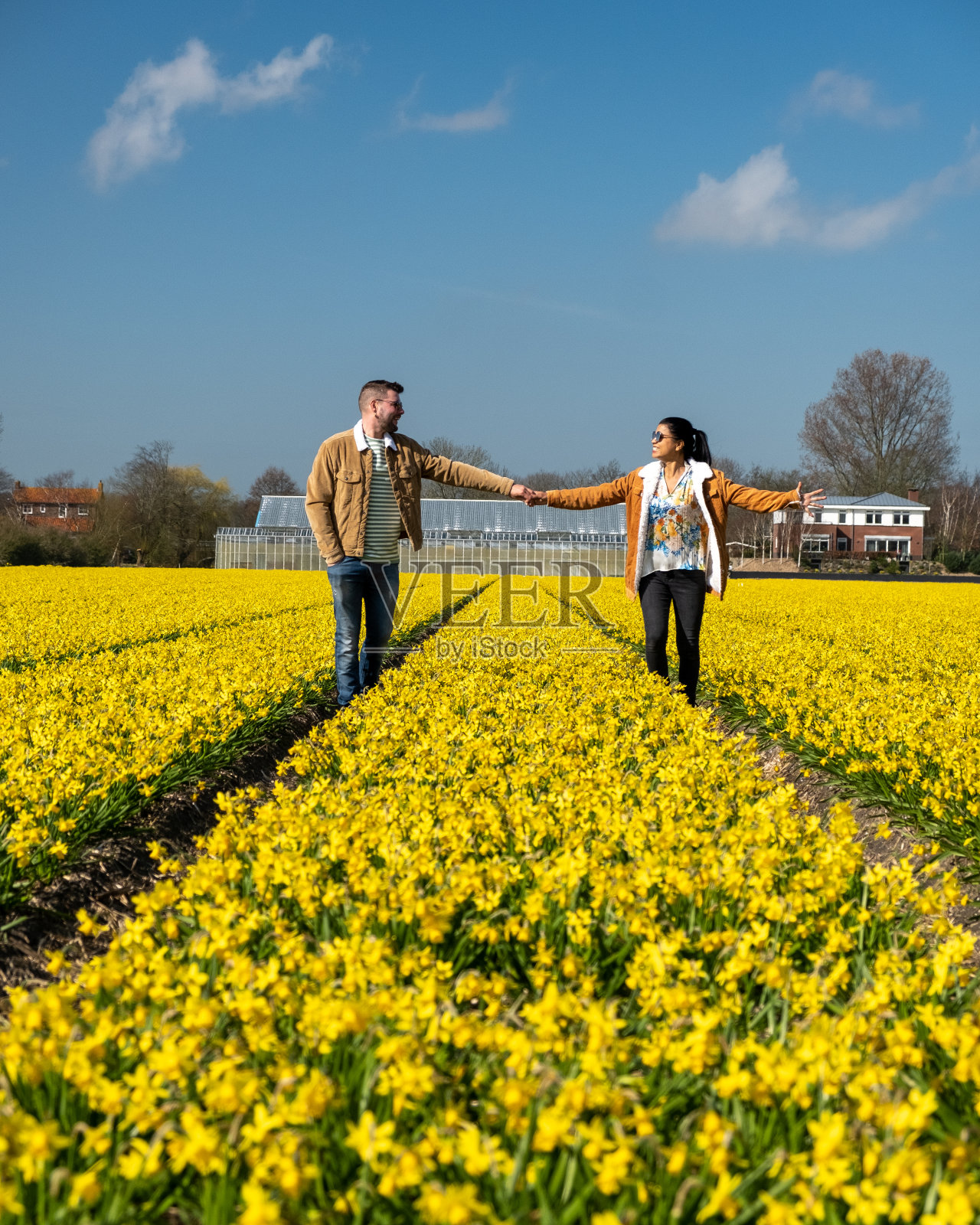 情侣在黄色花坛中散步,荷兰利瑟的春天照片摄影图片