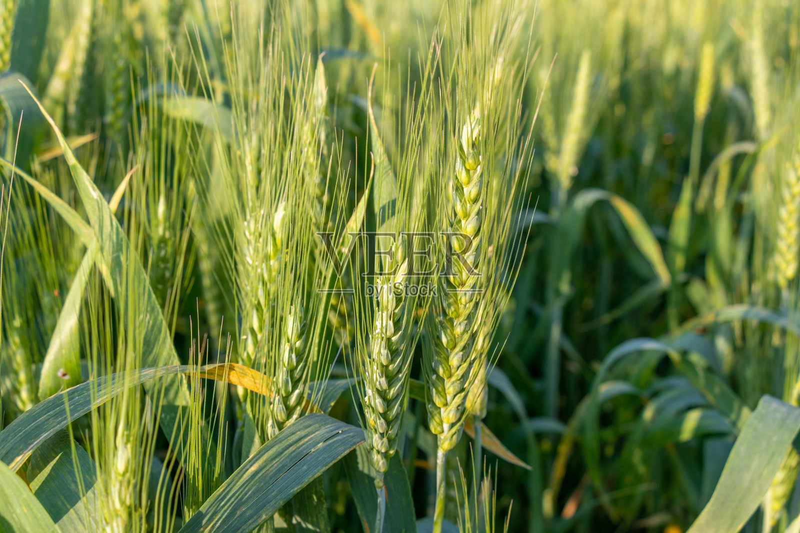 春夏季田野里年轻的绿色小麦的穗子,特写照片摄影图片