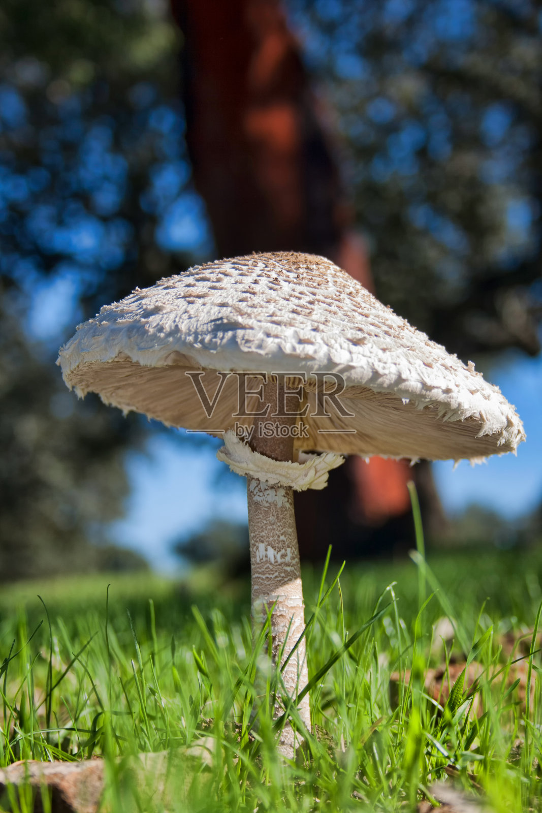 森林里的野生蘑菇和蘑菇照片摄影图片