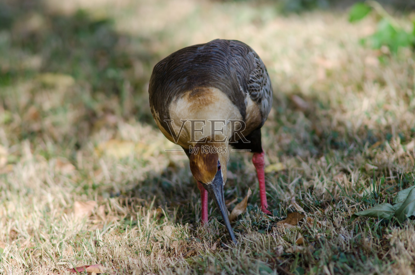 草原上的黑脸朱鹮。照片摄影图片