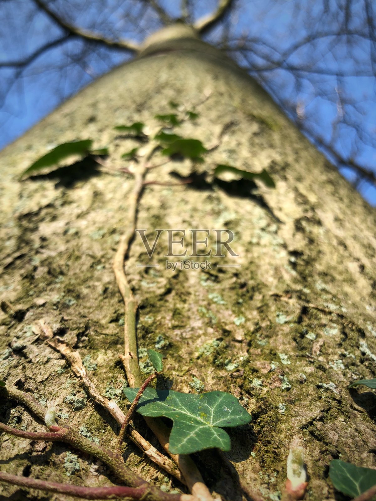 常青藤蜿蜒照片摄影图片