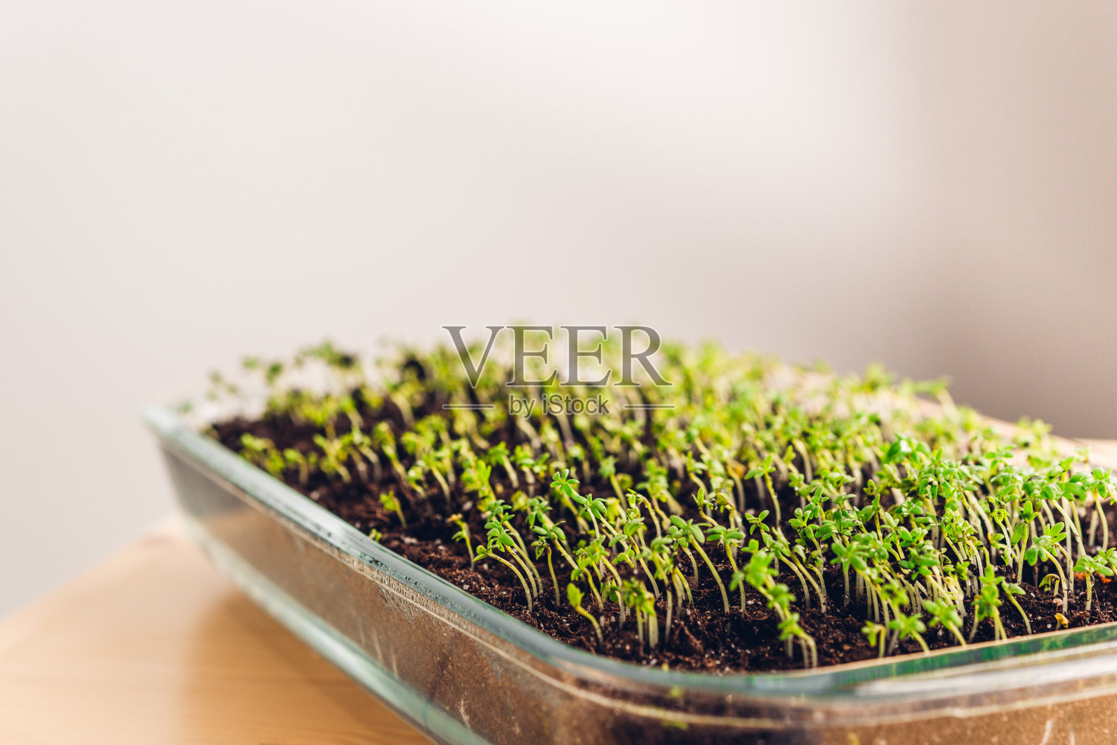 在自家花园里种植的微型绿色蔬菜,维生素沙拉,春季植物芽照片摄影图片