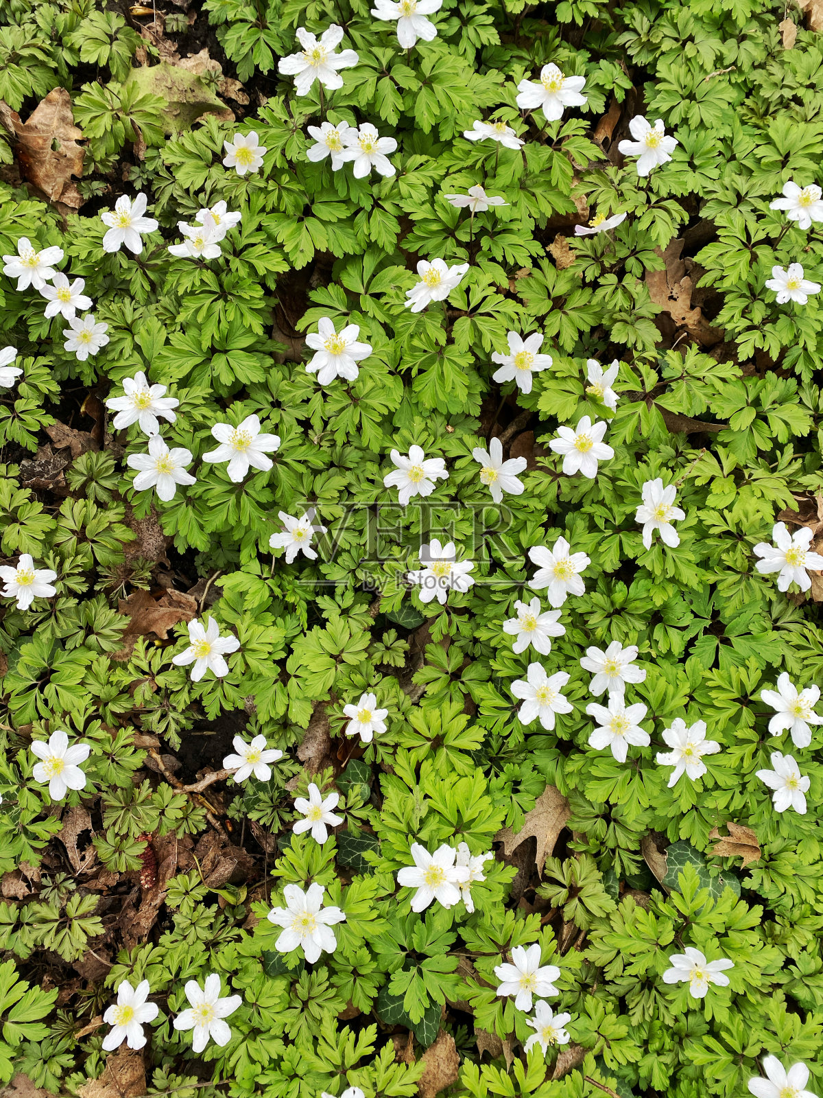 在春天的森林里盛开的木海葵地毯照片摄影图片