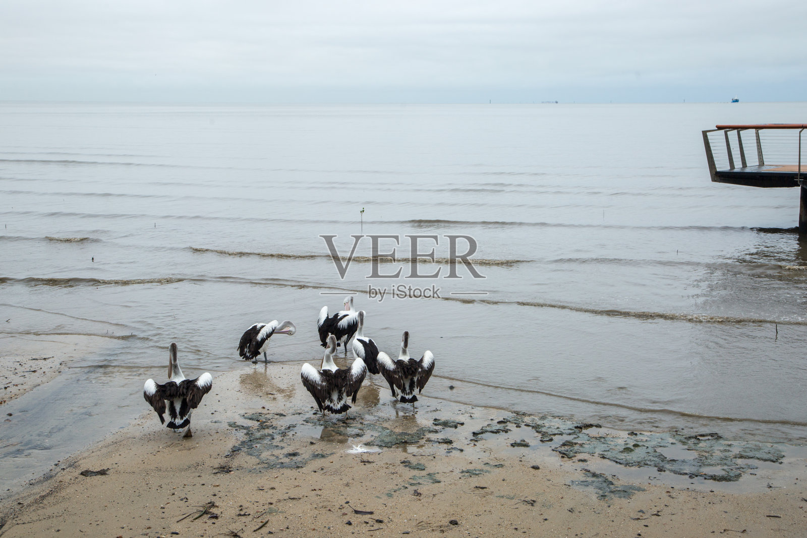 澳洲:澳大利亚鹈鹕照片摄影图片