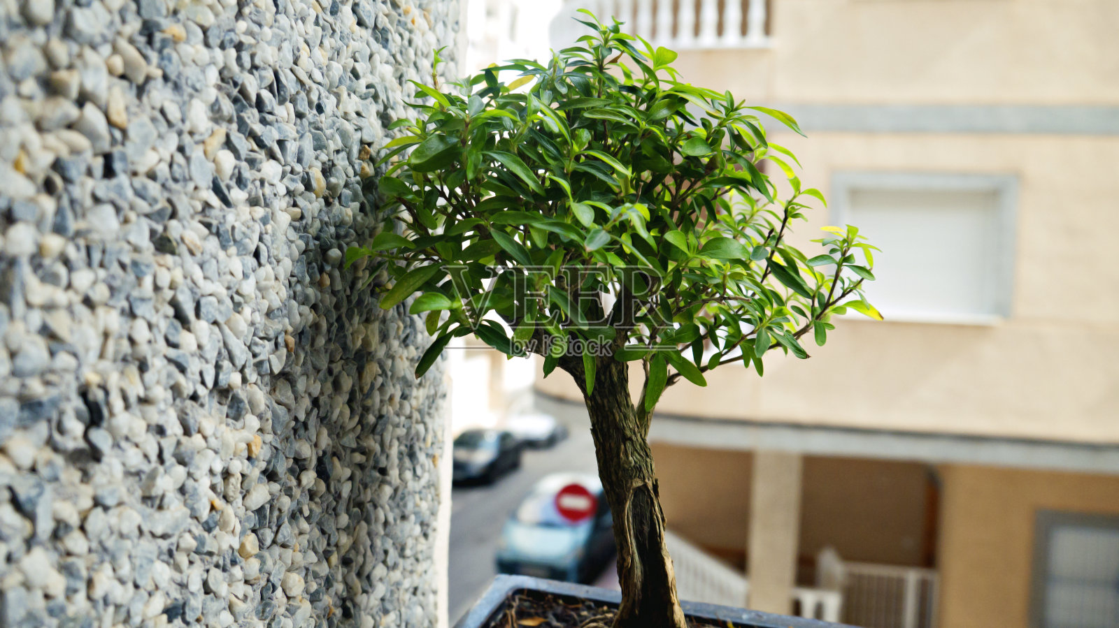 小盆景树特写照片摄影图片