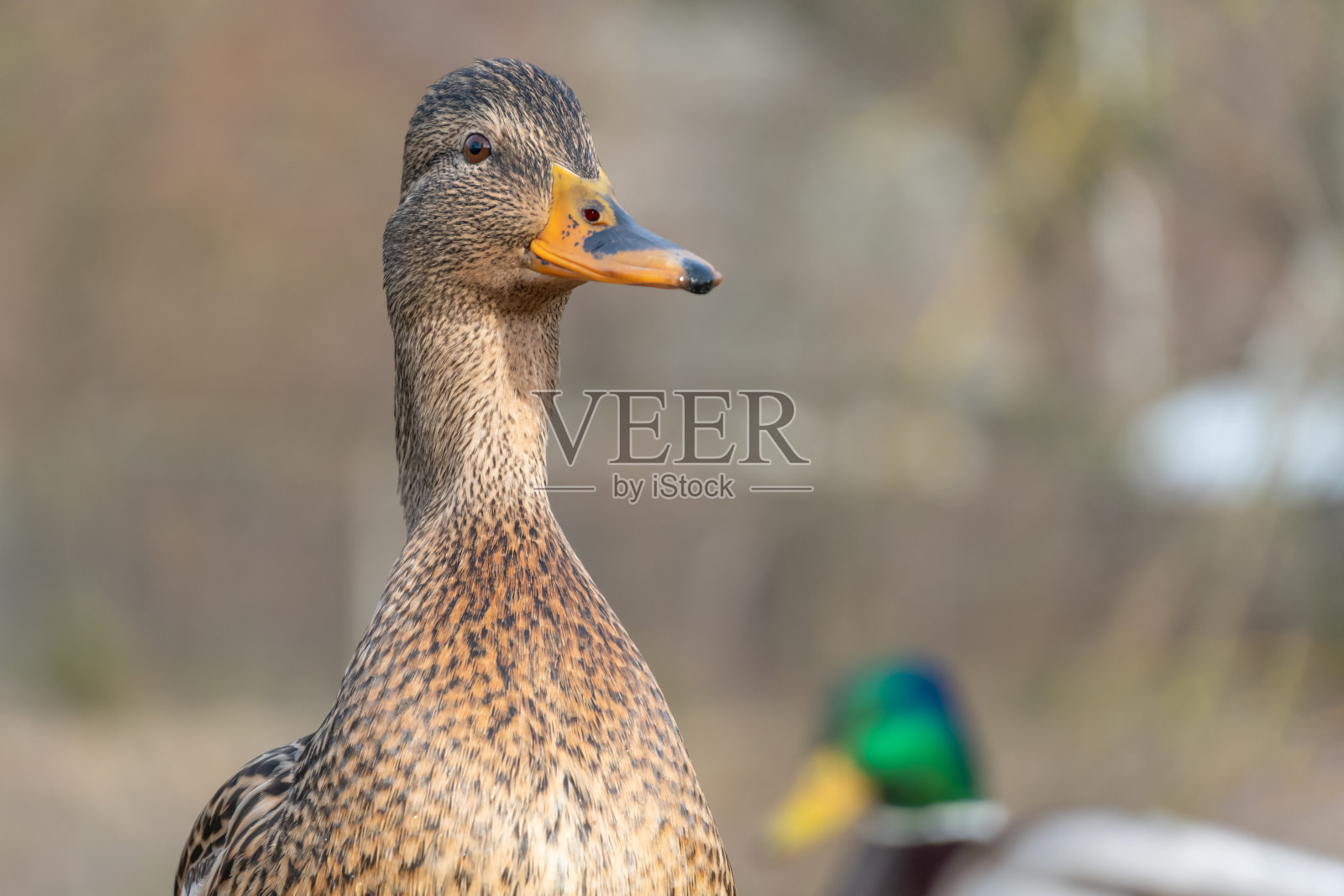 美丽的野鸭与副本空间近距离照片摄影图片