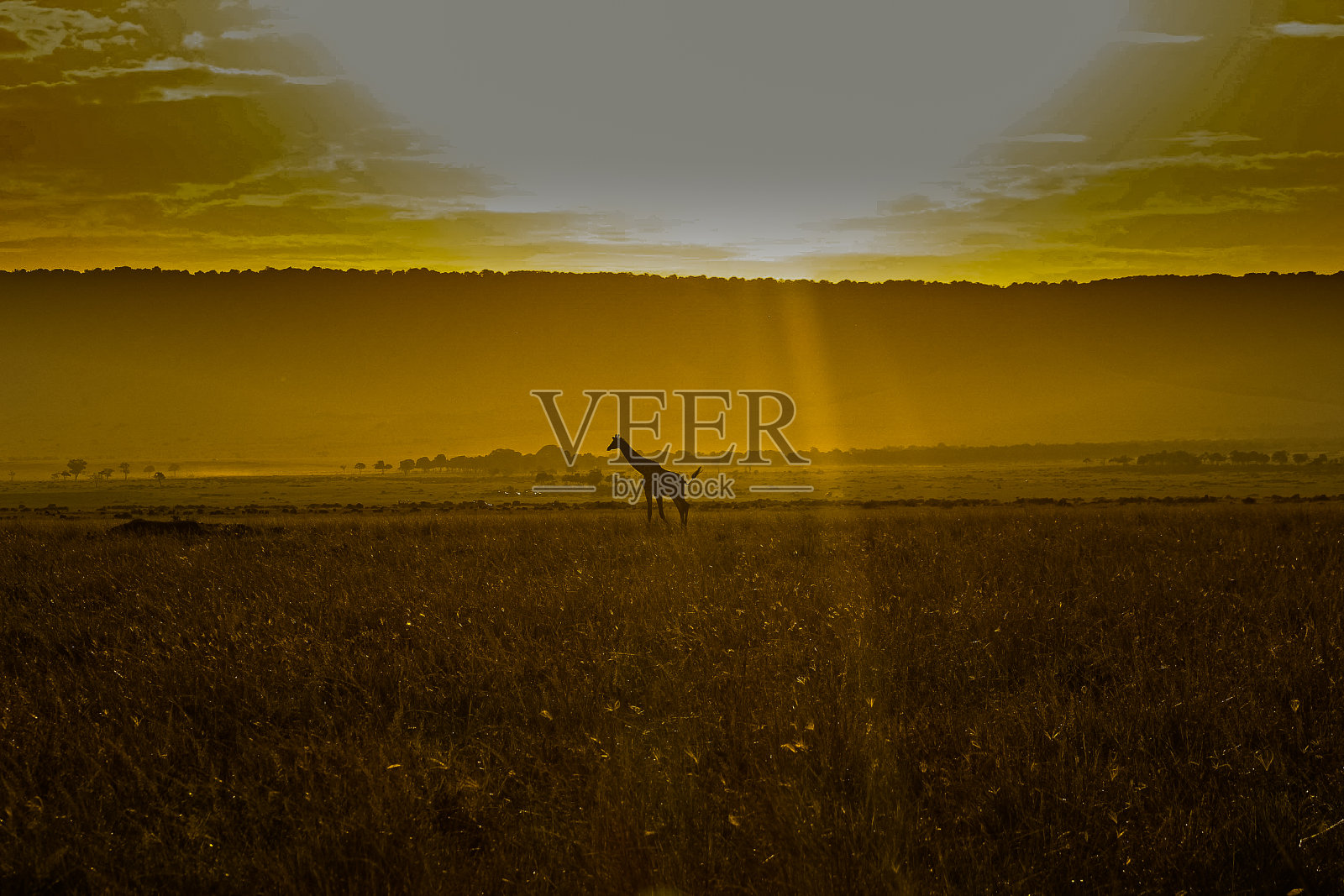 长颈鹿轮廓照片摄影图片