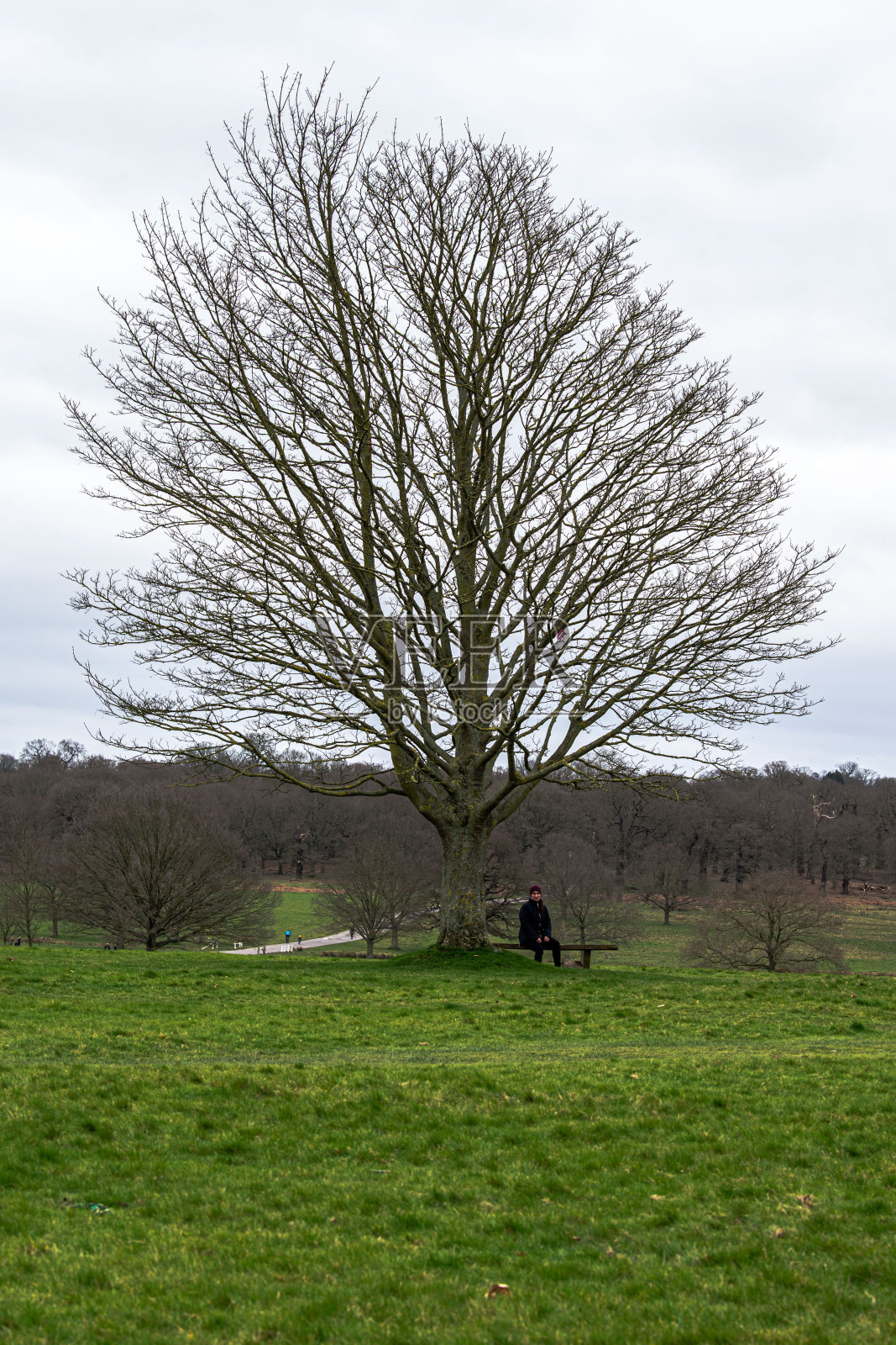 在里士满公园的长椅上休息照片摄影图片