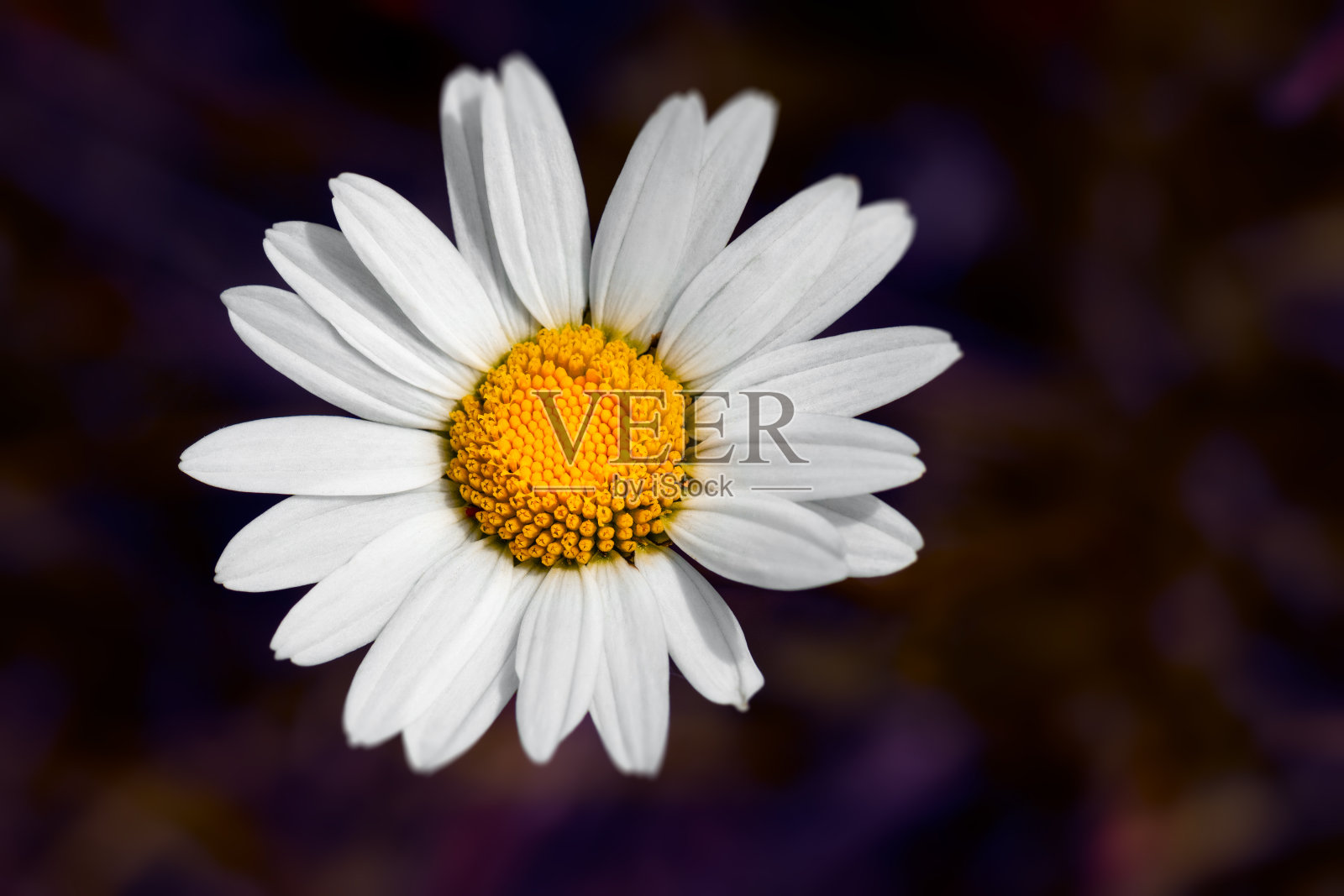 野生花卉照片摄影图片