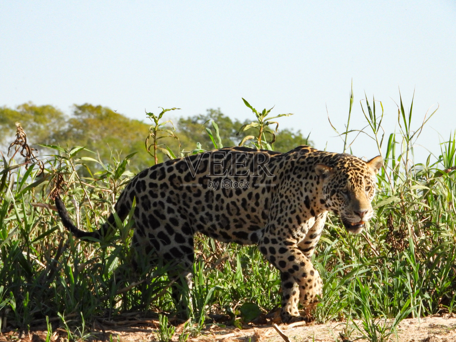 捷豹照片摄影图片