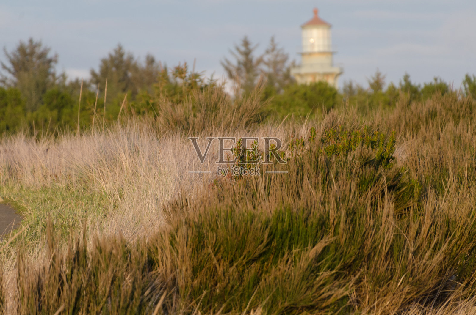 通往西港灯塔的小路穿过高高的干燥的沙丘草,西港照片摄影图片