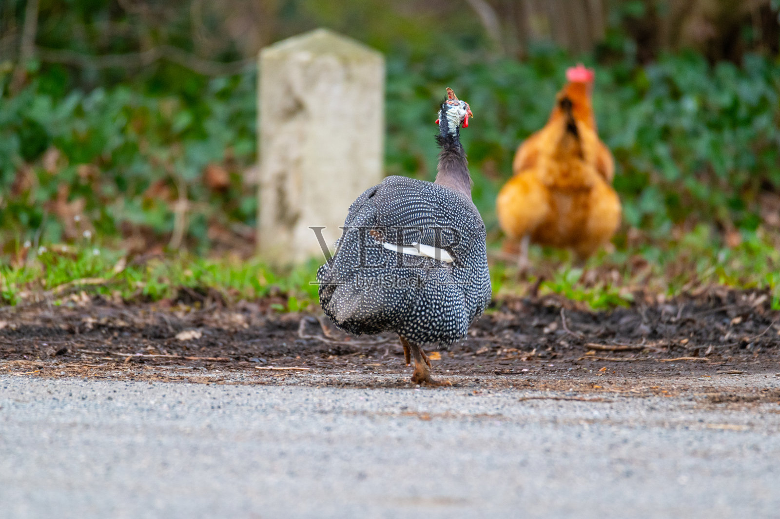 一只珍珠鸡在德国北部的一条路上奔跑照片摄影图片