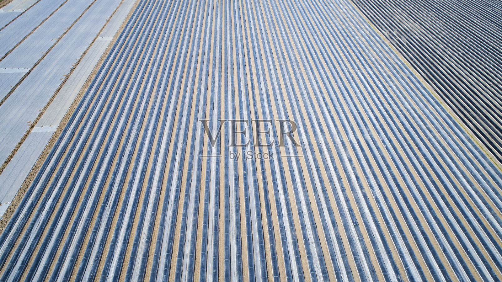 芦笋和早期蔬菜田照片摄影图片