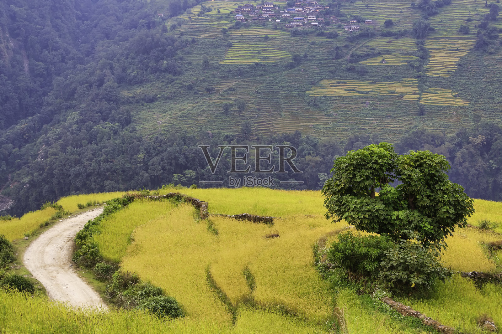 大麦种植园位于通往安纳普尔纳基地的步行道之间的山谷中,安纳普尔纳基地是世界各地游客的著名和具有挑战性的步行路线。照片摄影图片