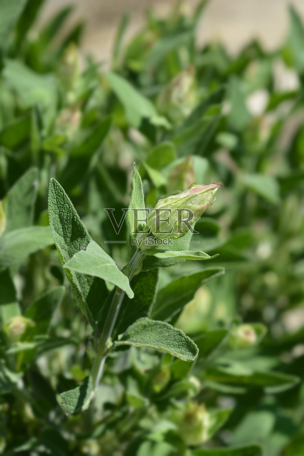 荔枝照片摄影图片