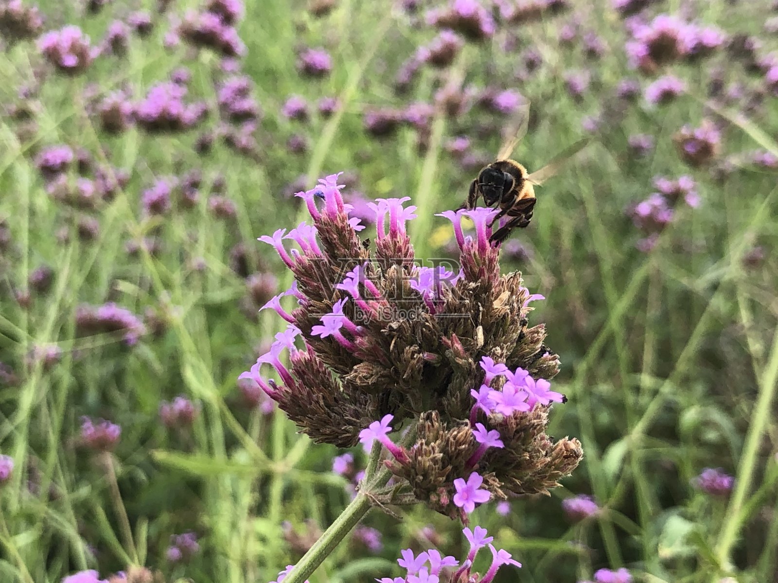 花和蜜蜂照片摄影图片