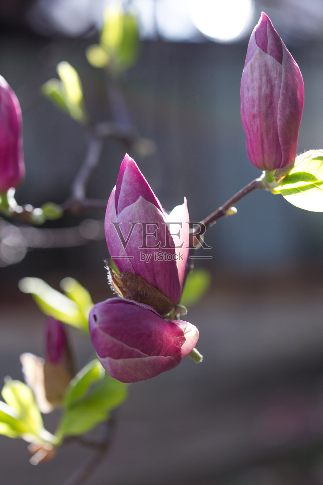 盛开的木兰郁金香树。在春天的花园中,玉兰开出郁金香状的花朵。微距镜头照片摄影图片