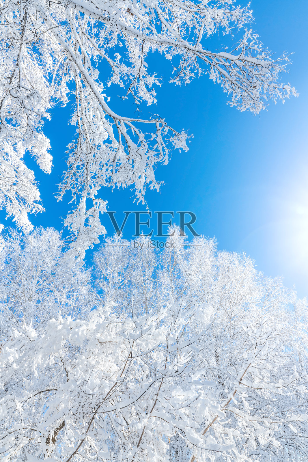 白桦树在一个有霜的晴朗的日子。冬天的阳光明媚的风景。照片摄影图片